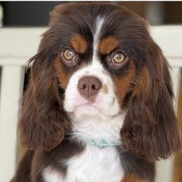 Bernese Mountain Dogs and Cavalier King Charles Spaniels from Kiss A Doodlez