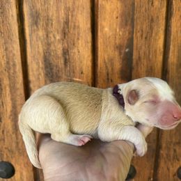 Purple Collar - Gold male Border Collie puppy in Mariposa, California from Team Reeves Ranch