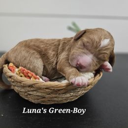 Green - Red male Labradoodle puppy in Payson, Utah from Utah County Labradoodles