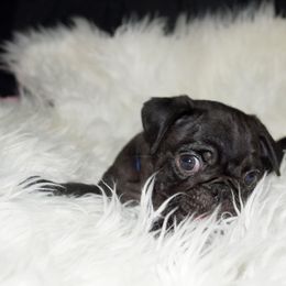 Pug Puppies from Pugs R 4 U in KY