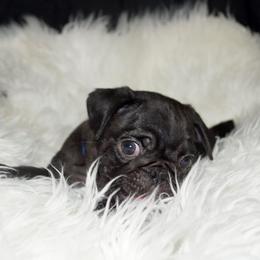 Pug Puppies from Pugs R 4 U in KY