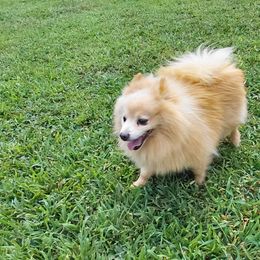 Booboo - Pomeranian