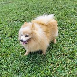 Booboo - Pomeranian