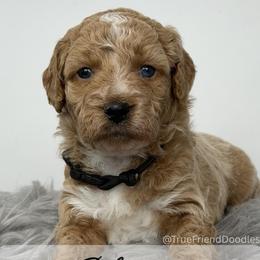 CHARGER - Black collar - Apricot male Goldendoodle puppy in Watertown, New York from True Friend Doodles
