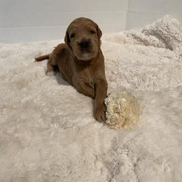 Goldendoodle Puppies from Dhalia’s Doodles