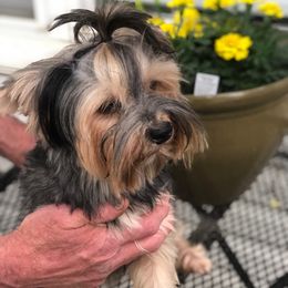 Stella - Yorkshire Terrier