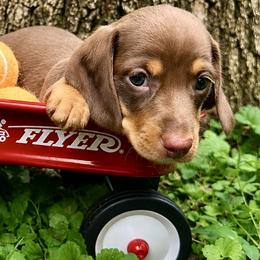 Queso 2800 - Chocolate and tan female Dachshund puppy in Hendersonville, North Carolina from Snarky Doxy Miniature Dachshunds