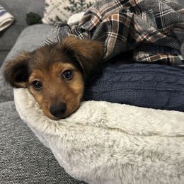 Parker - Red male Dachshund puppy in Lincolnton, North Carolina from Oakview Kennels