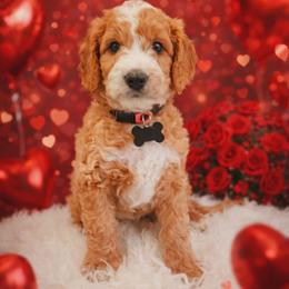 Apollo - Red  male Goldendoodle puppy in Boise, Idaho from Goldendoodle Baby