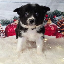 Romano - Black and white male Border Collie puppy in Avilla, Indiana from Borderline Kennels