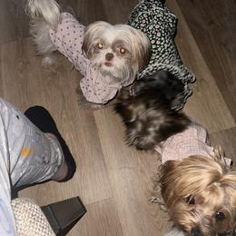 Shih Tzu and Yorkshire Terrier All Grown Up from Empire Yorkies