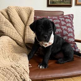 Midnight - Black female Cane Corso puppy in Utah from 3Lake Kennelz