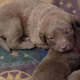 Chesapeake Bay Retriever Puppies from Twin Oak's Chesapeakes