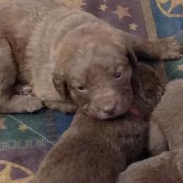 Chesapeake Bay Retriever Puppies from Twin Oak's Chesapeakes