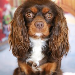 "Chocolate & Tan" Cavalier King Charles Spaniel Puppies from West Coast Cavaliers
