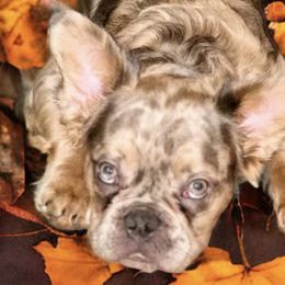 Assorted Doodle Crosses from Wild J Frenchies