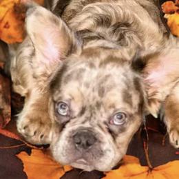 Assorted Doodle Crosses from Wild J Frenchies