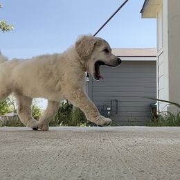 Poodle Puppies from Tyler Family Poodles