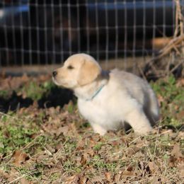 Golden Retriever Puppies from Golden Barnes Kennel