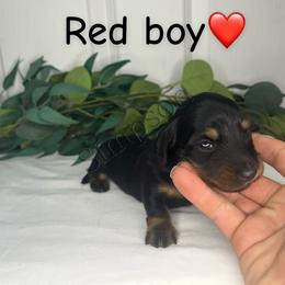 Dachshund Puppies from Simpson Dachshunds