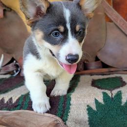 Paris Gellar - Blue female Pembroke Welsh Corgi puppy in Paden, Oklahoma from Sunray Ranch