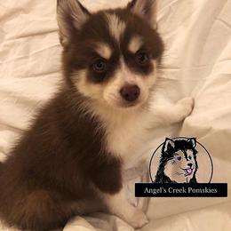 Pomsky Puppies from Angel's Creek Pomskies