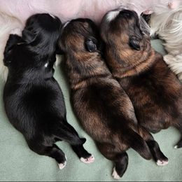 Shih Tzu Puppies from My Precious Paws - Shih Tzu