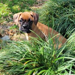 Boxer Puppies from Vincenza Boxers