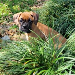 Boxer Puppies from Vincenza Boxers