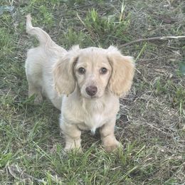 Lucy - Cream female Dachshund puppy in Bentonville, Arkansas from T & D Dachshunds by design