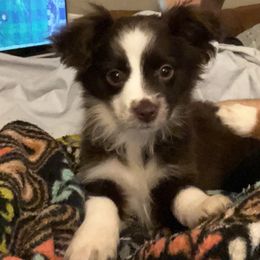 RTF1 - Red Toy Australian Shepherd puppy in Griffin, Georgia from No Matter Farm