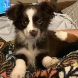 RTF1 - Red Toy Australian Shepherd puppy in Griffin, Georgia from No Matter Farm