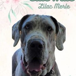 Ellie - Great Dane