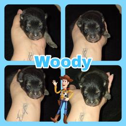 Woody - Black and tan male Pomeranian puppy in Buckeye, Arizona from BL Poms Heaven