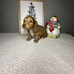 Lexy - Dapple female Dachshund puppy in Tahlequah, Oklahoma from Quick Little Dachshunds