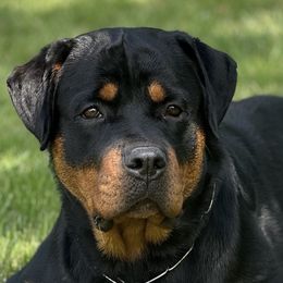Elektra - Rottweiler