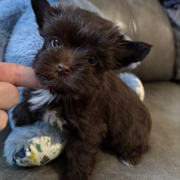 Girl 3 - Chocolate and tan female Yorkshire Terrier puppy in Debary, Florida from Behrens_Beauties