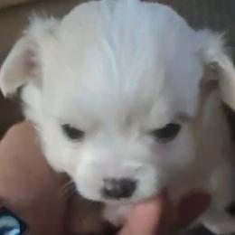 Snow - Cream and white male Chihuahua puppy in Gray, Louisiana from Chi Chi's Place LLC