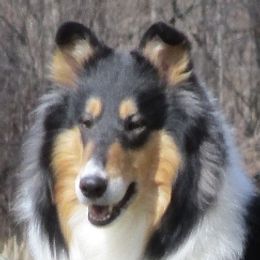 Mora - Collie