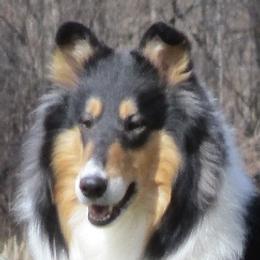 Mora - Collie