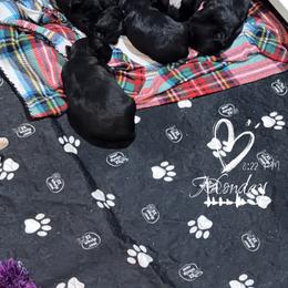 Francis - Black female Scottish Terrier puppy in Mancelona, Michigan from Stefany Farm of Happiness