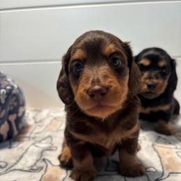 Chocolate and tan boy - Chocolate and tan male Dachshund puppy in Denison, Texas from Rising Dawn Dachshunds