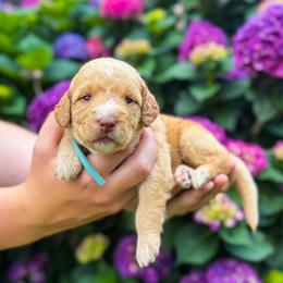 Honeysuckle (Honey) - Apricot female Labradoodle puppy in Elizabeth City, North Carolina from Howdy Doodles
