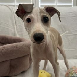 Italian Greyhounds from Bethany's Italian Greyhounds