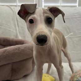Italian Greyhounds from Bethany's Italian Greyhounds