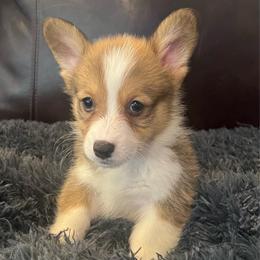 KM M5 - Sable male Pembroke Welsh Corgi puppy in Stockton, Iowa from Infinity Corgis