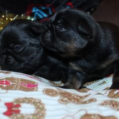 Pup - Black and tan male Brussels Griffon puppy in Huntsville, Alabama from Tammy's Brussels