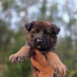 Fenrir - Orange Collar - Sable male German Shepherd puppy in Hawthorne, Florida from Lace's High Flying German Shepherds And Golden Retrievers