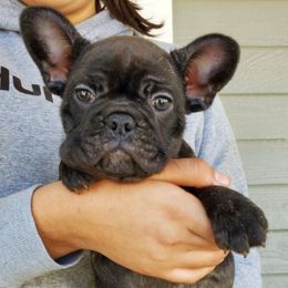 French Bulldogs from Soledads Frenchies
