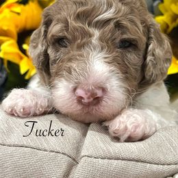 Goldendoodle Puppies from Real Life Furrytales